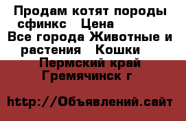 Продам котят породы сфинкс › Цена ­ 4 000 - Все города Животные и растения » Кошки   . Пермский край,Гремячинск г.